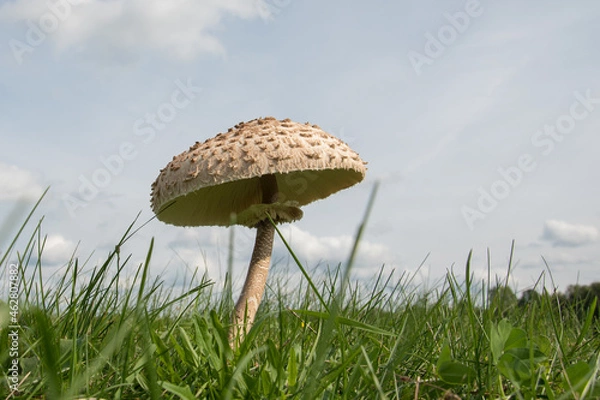 Obraz Pilz auf dem Feld