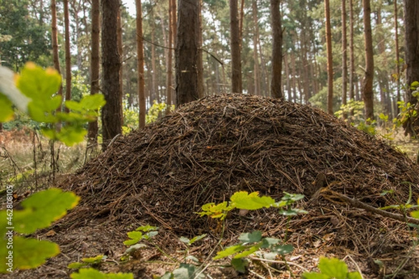 Obraz Ameisenhaufen