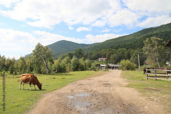Obraz cow on alpine meadows