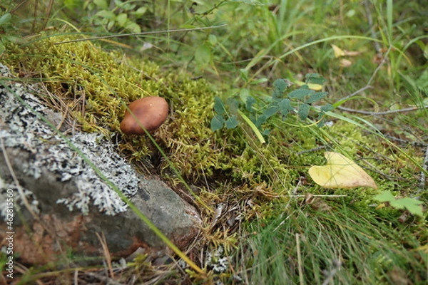 Obraz Mushrooms on the grass