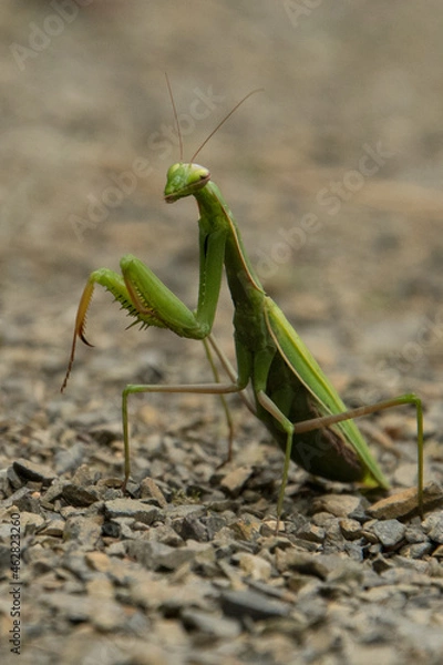 Obraz Gottesanbeterin, mantis religiosa