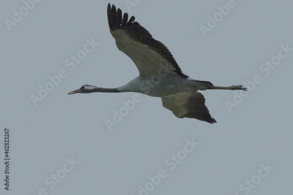 Obraz Kranich im Flug