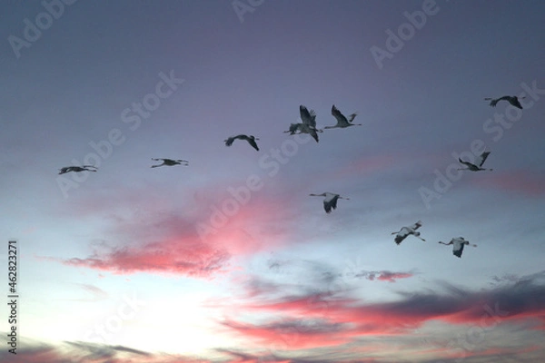 Obraz Zug der Kraniche