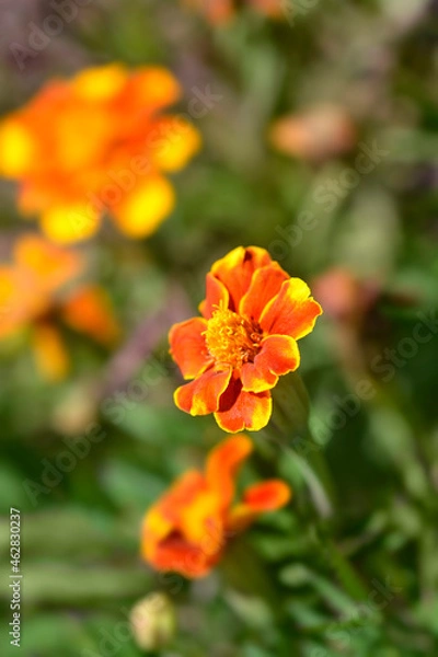 Obraz French marigold