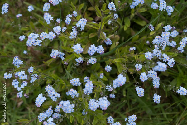 Fototapeta forget me not