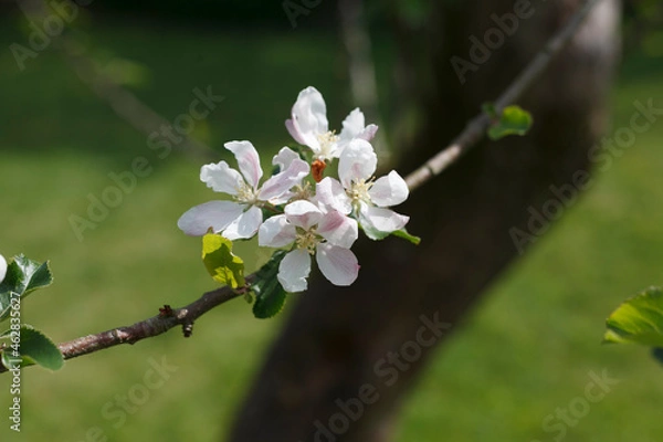 Fototapeta tree blossom