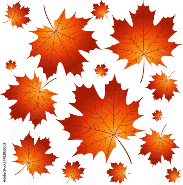 Fototapeta a collection of autumn yellow maple leaves