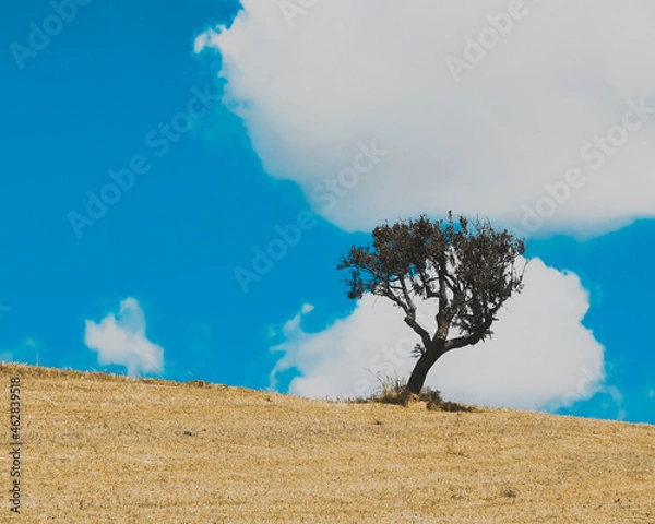 Fototapeta The alone tree