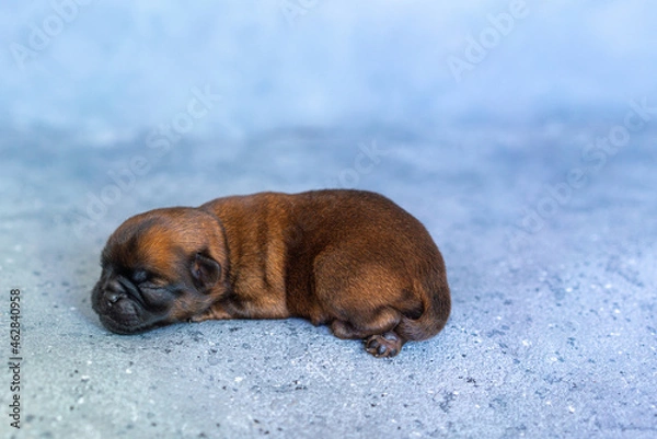 Fototapeta a sleeping newborn puppy of the Brussels Griffon breed of red color lies on a gray background with closed eyes. High quality photo