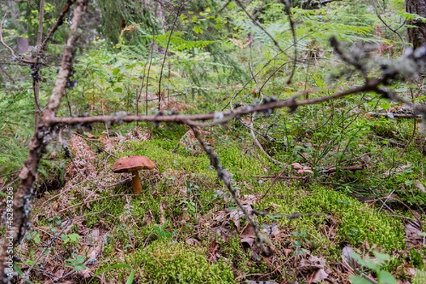 Obraz Mushroom in a forest.