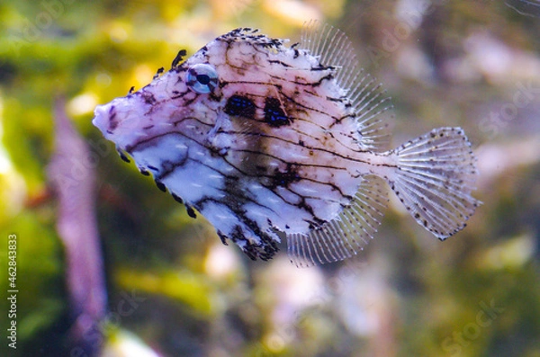 Fototapeta Chaetodermis penicilligerus, also known as the prickly leather-jacket or tasselled leather-jacket