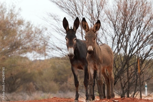 Obraz donkey with foal