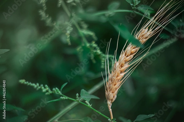 Obraz barley