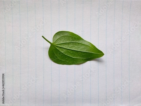 Fototapeta Leaf on paper