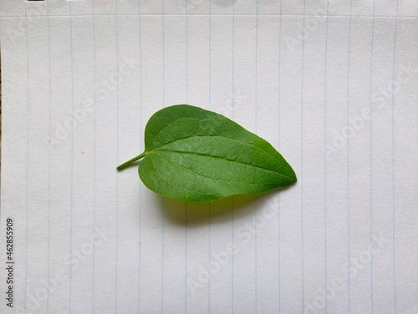 Fototapeta Leaf on paper