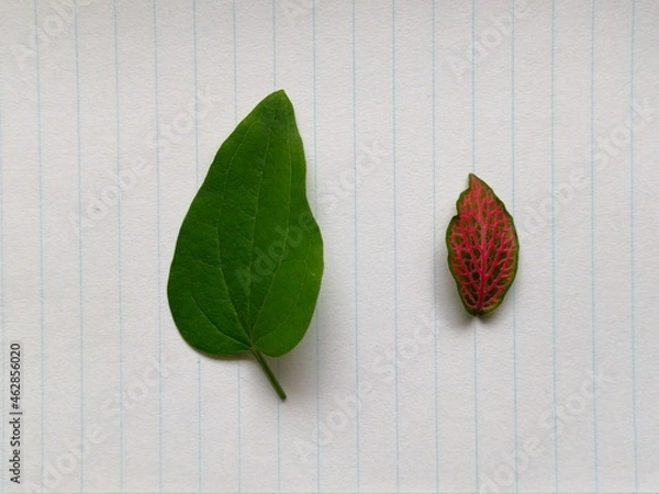 Fototapeta Leaf on paper