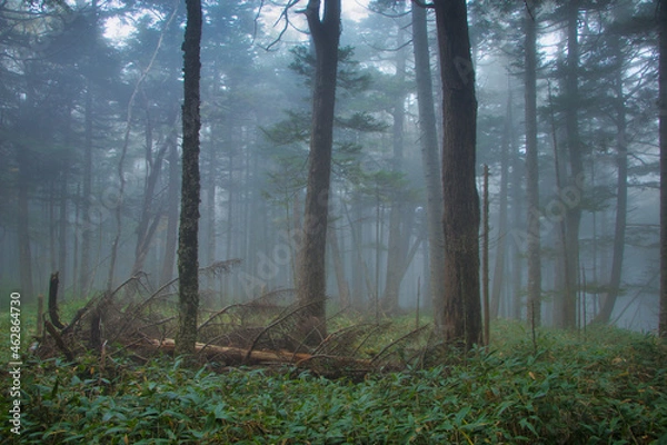 Obraz Japan Nagano Yatsugatake forest and moss and fog