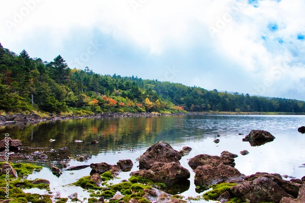 Obraz Japan Nagano Yatsugatake forest and moss and rain pesticides