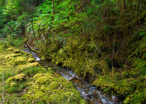 Obraz Japan Nagano Yatsugatake forest and moss
