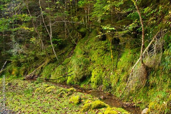 Obraz Japan Nagano Yatsugatake forest and moss
