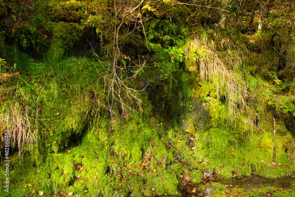Obraz Japan Nagano Yatsugatake forest and moss