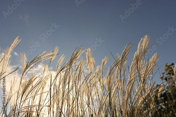 Obraz autumn silver grass in the wind