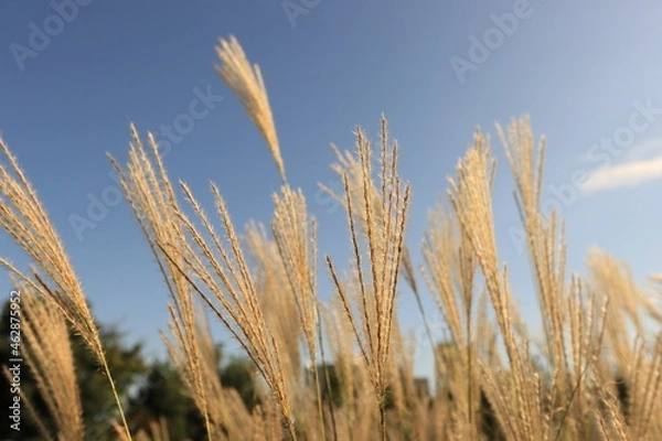 Obraz autumn silver grass in the wind