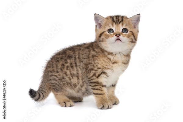 Fototapeta Portrait of a red Scottish kitten, side view