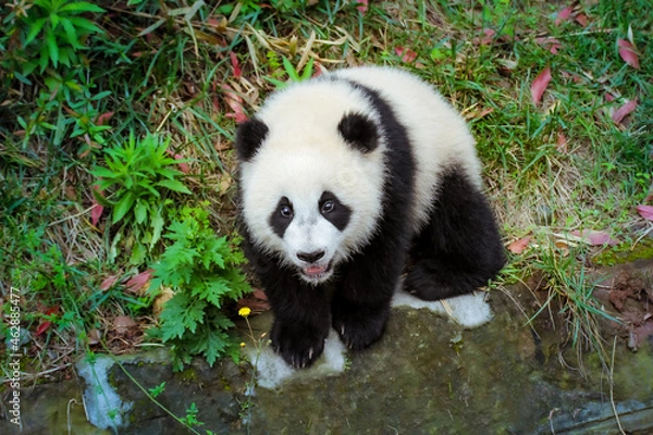 Obraz 見つめる赤ちゃんパンダ