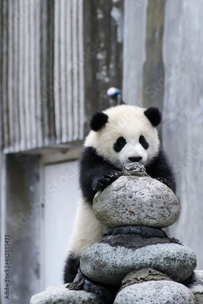 Obraz 立って見つめる赤ちゃんパンダ