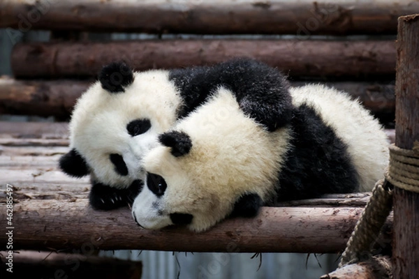 Obraz じゃれ合う双子の赤ちゃんパンダ