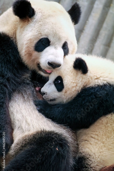 Fototapeta 赤ちゃんパンダに授乳をする母パンダ