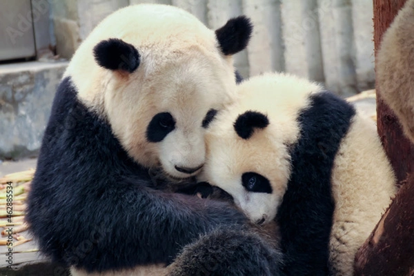 Obraz 母パンダに甘える赤ちゃんパンダ