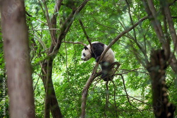 Obraz 森の中、木にぶら下がるパンダ