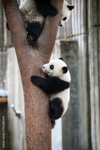 Obraz 木登りをする双子の赤ちゃんパンダ