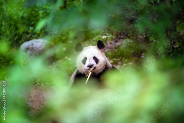 Obraz 森の中からじっと見つめるパンダ