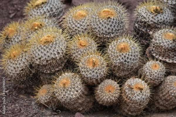 Obraz cactus