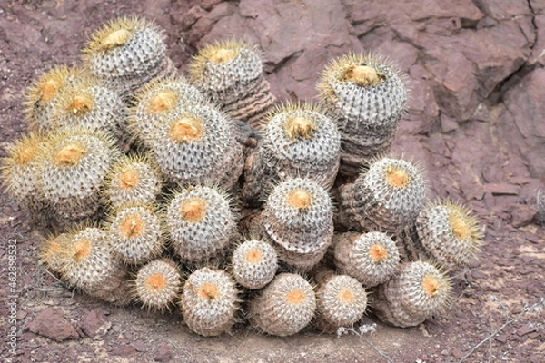 Obraz cactus