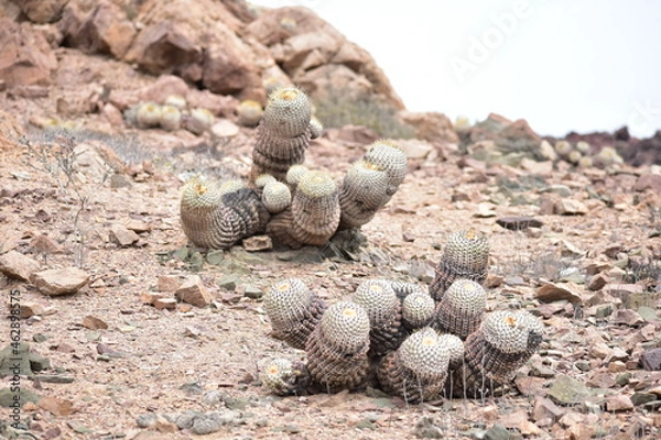 Obraz cactus