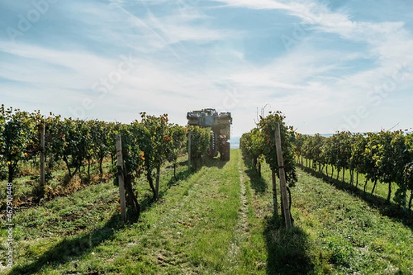 Fototapeta Combine harvester machine in vineyard,south Moravia.Wine making concept.Agricultural scene.Harvesting grapes with modern latest technologies.Autumn rows of vineyards with tractor.Mechanical harvesting