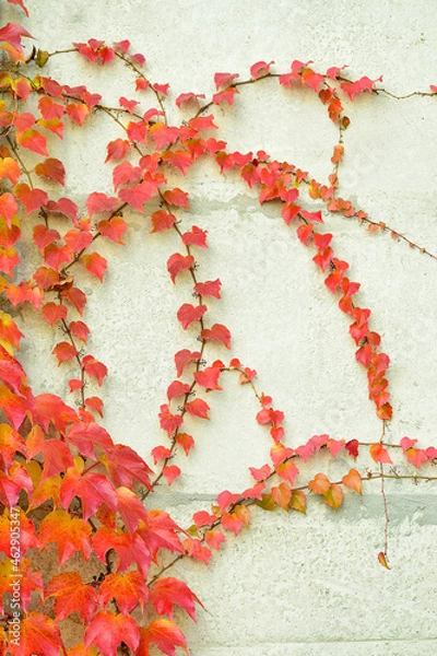 Obraz A pattern of red and yellow leaves on the wall for the entire frame. Autumn view of the facade of the house. Landscaping.