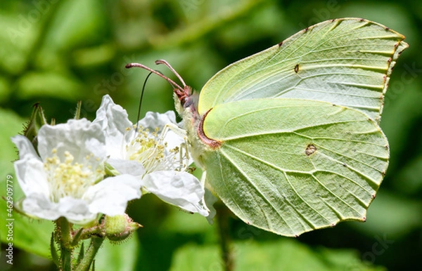 Obraz  Kleiner Kohlweißling