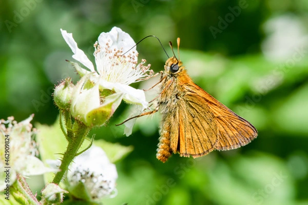 Obraz Braun-Dickkopffalter