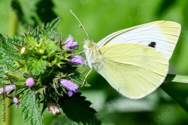 Obraz  Kleiner Kohlweißling