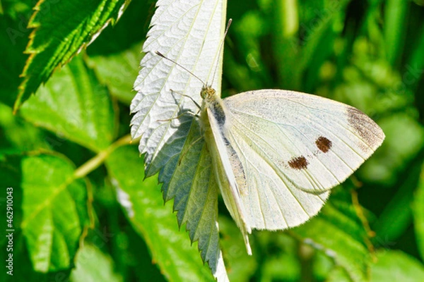 Obraz Kleiner Kohlweißling