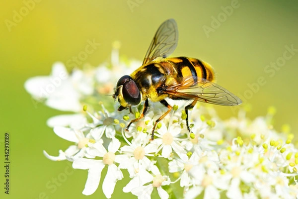 Obraz Schwebfliege auf einer Blüte