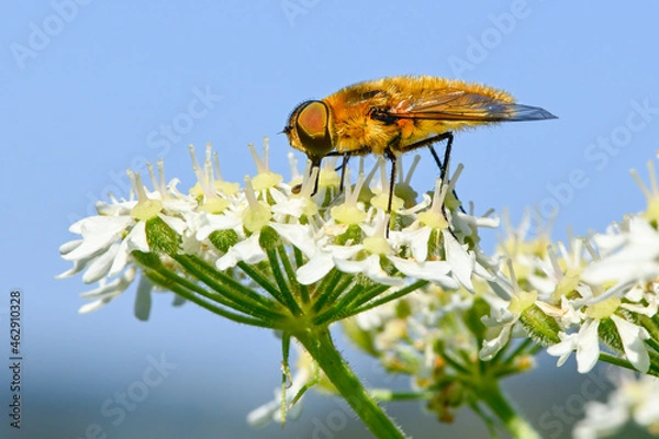 Obraz Schwebfliege auf einer weissen Blüte