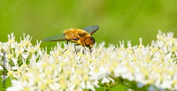 Obraz Schwebfliege auf einer Wiesenblume