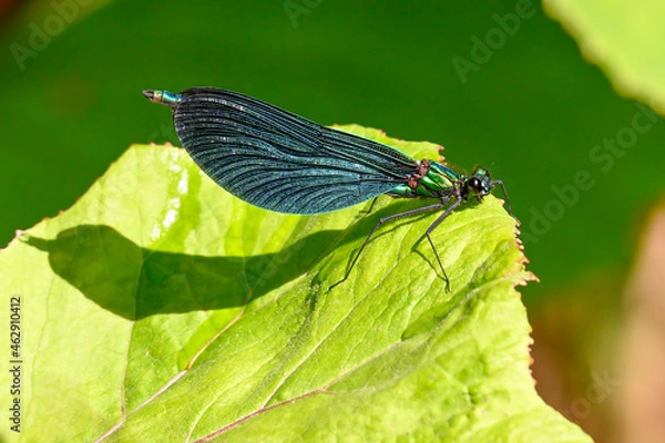 Obraz  Prachtlibelle