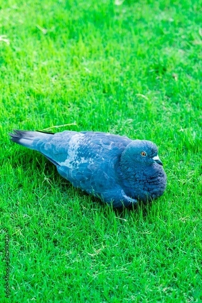 Obraz pigeon on the grass